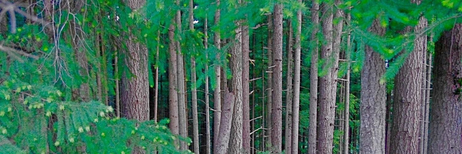 DavePollard's profile banner image