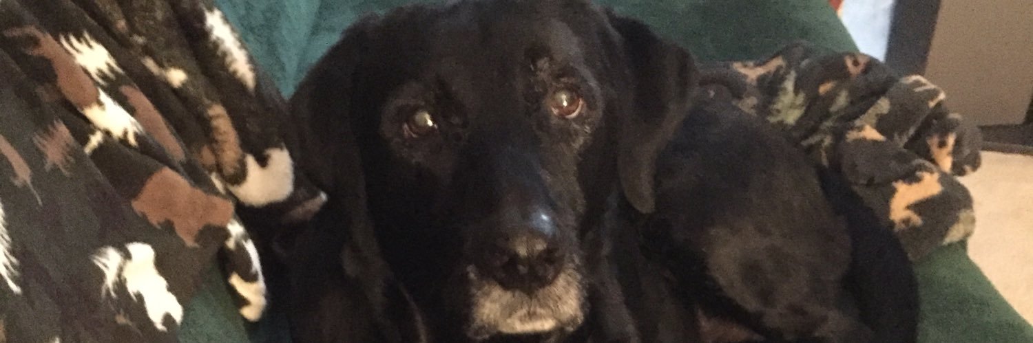stefxharv's profile banner image