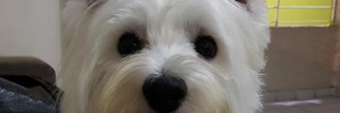 joycinha109's profile banner image