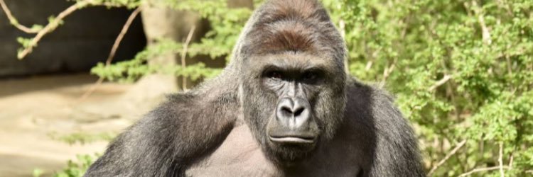 MikeGoodbread's profile banner image