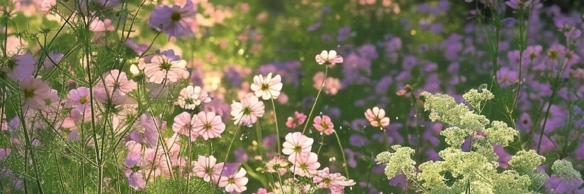 cerisesln's profile banner image
