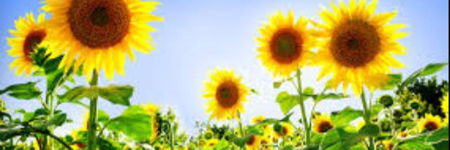 kpearson22's profile banner image