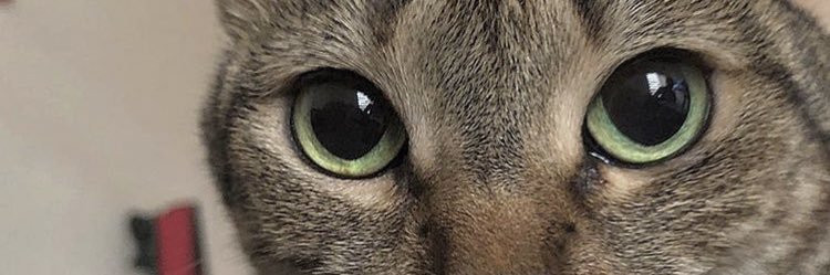 sofiasintilde23's profile banner image