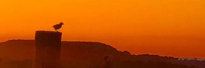 eliseuchampe's profile banner image