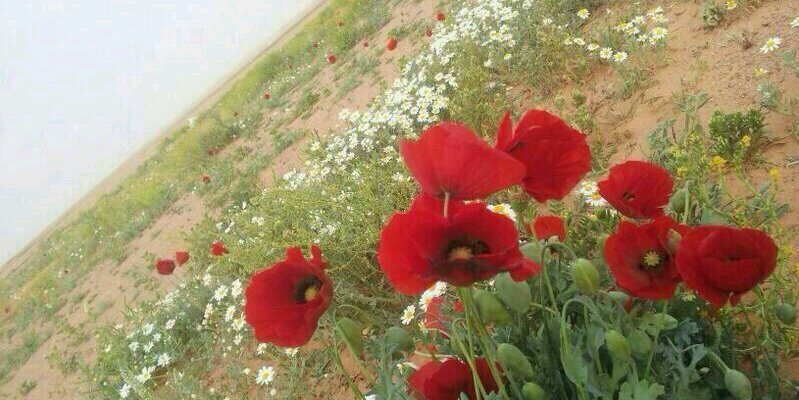 طلب الرداد banner