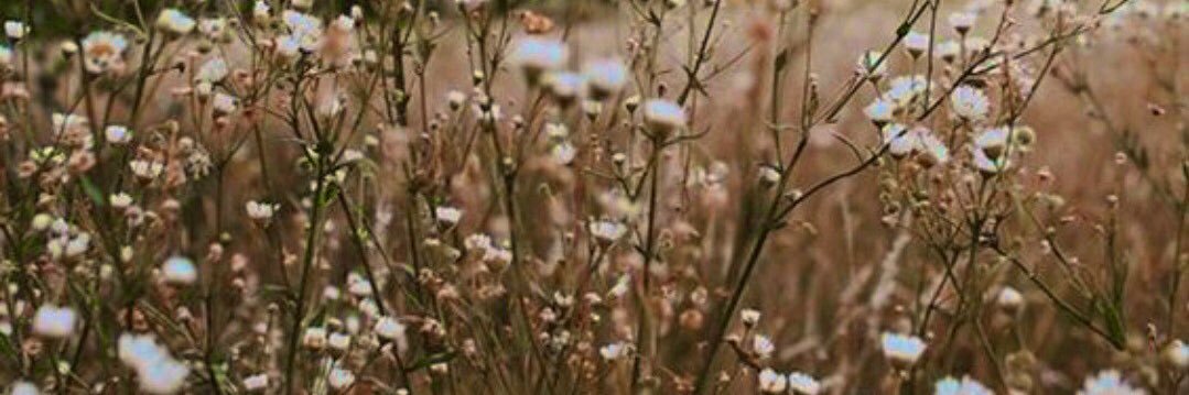biebertisdale's profile banner image