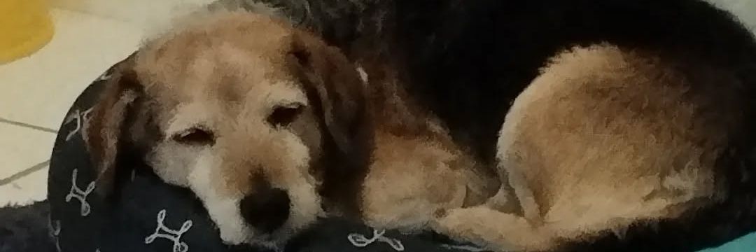 ritamelob's profile banner image