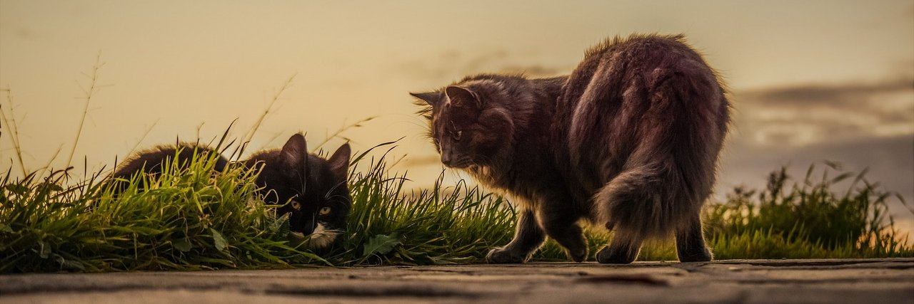 infojoz's profile banner image
