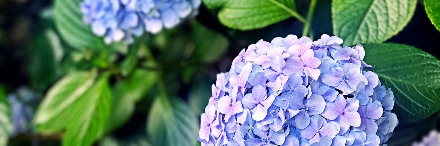 sparklecrown's profile banner image