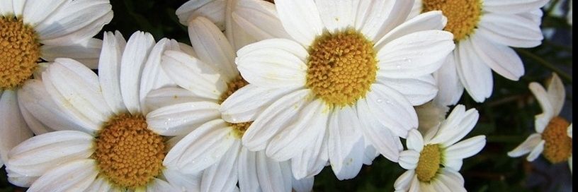 Saraareedus's profile banner image