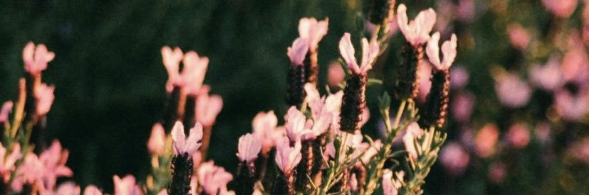 Andrea Alejandra ॐ banner