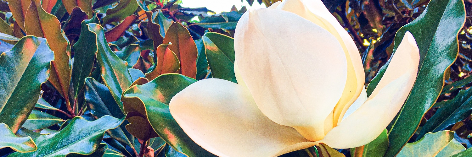 iChristeller's profile banner image