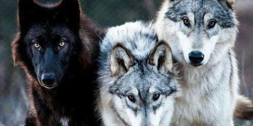Bloodwolf696's profile banner image