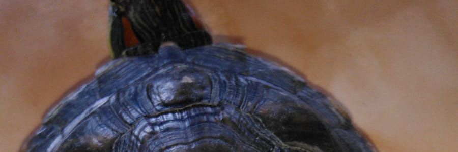 uwik6's profile banner image