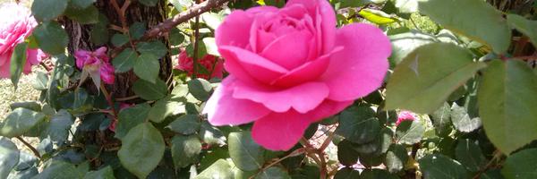 MoVallve Profile Banner