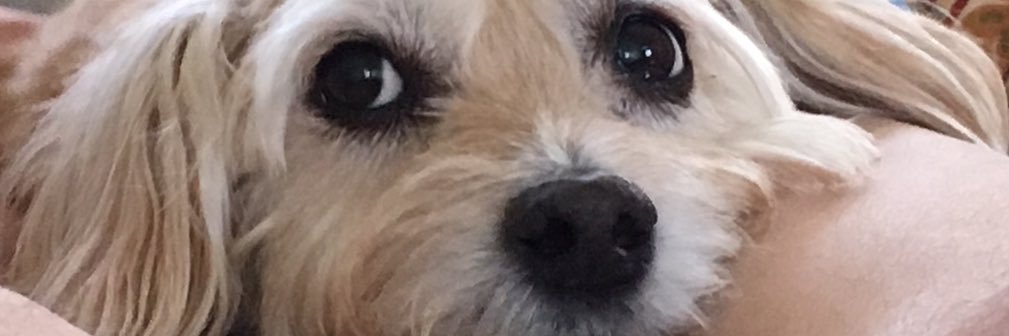 Roger Phillips ✡️ banner