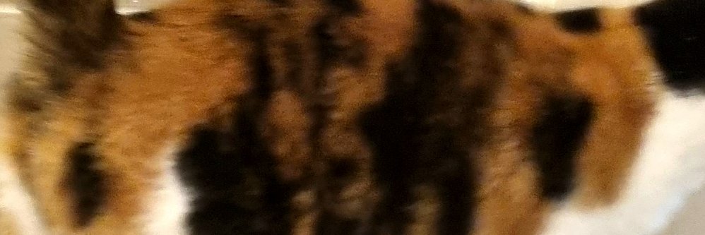 FledglingTwit's profile banner image