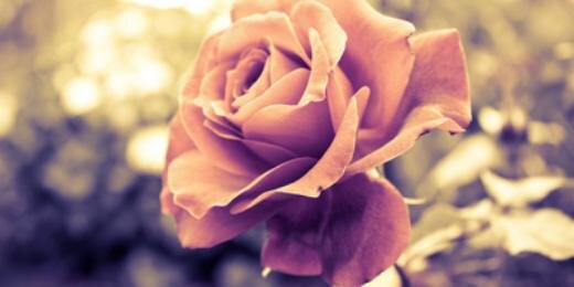 ini_fernanda's profile banner image