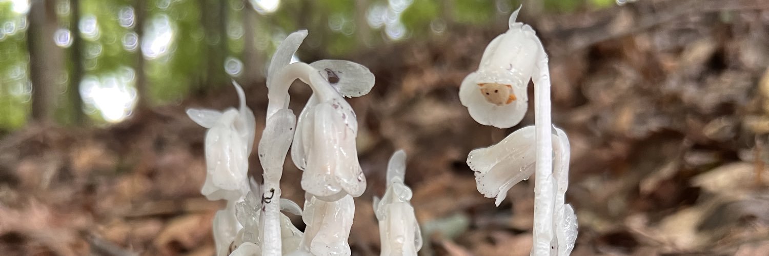 David A. Banks banner