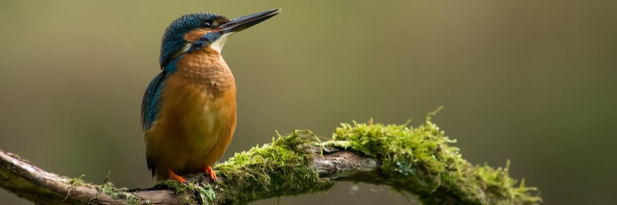 Koencuppens's profile banner image