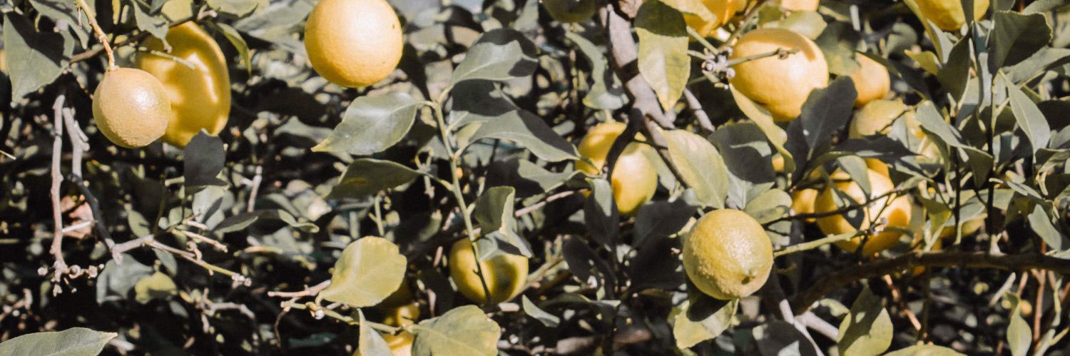 DanaJManuel's profile banner image