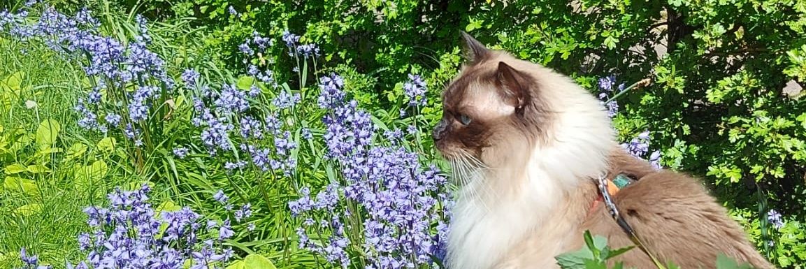 nicolecleo4's profile banner image
