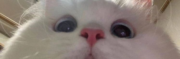 loolabuny's profile banner image