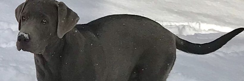 TawnyAlison's profile banner image