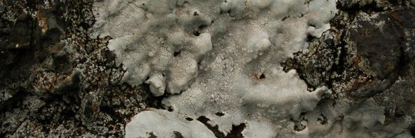 rodmacrae Profile Banner