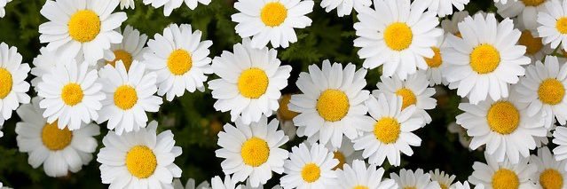 tkplus1_mikan's profile banner image