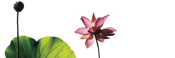 LotusHouse1 Profile Banner
