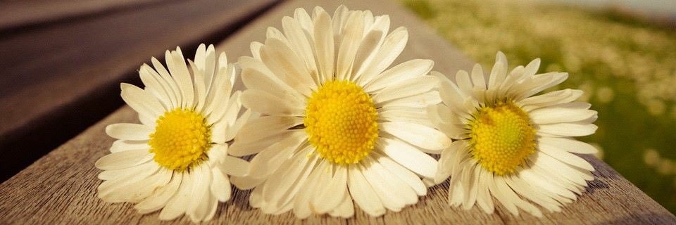 nihansoyler's profile banner image