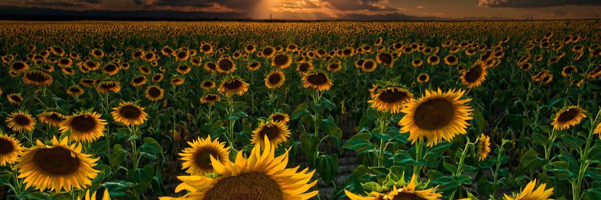 HalieLohse's profile banner image