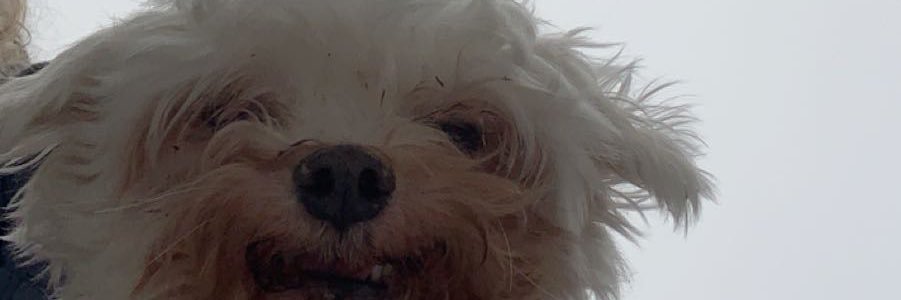 addison☀️ banner