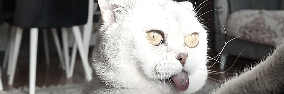 zavesegmis's profile banner image
