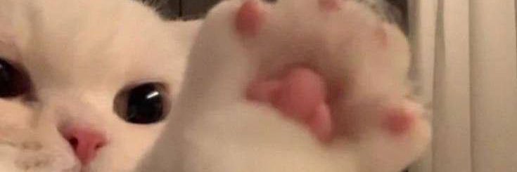 Effy banner