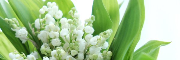 bintyu Profile Banner