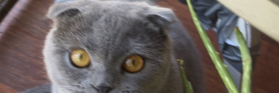 helingul_e's profile banner image