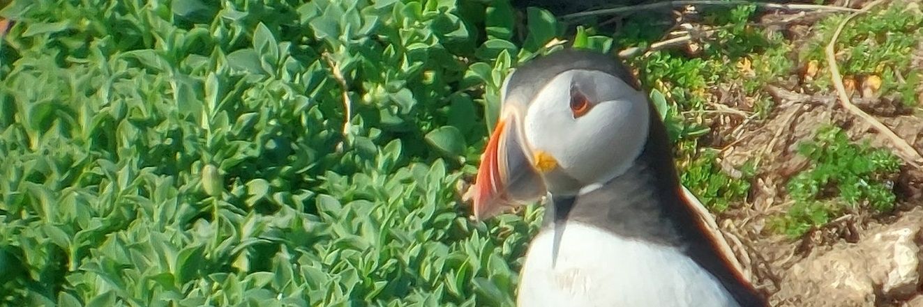 Des Higgins Official banner