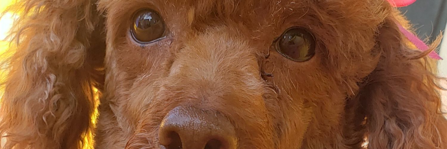 AbrahamManuela's profile banner image