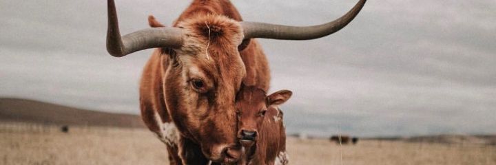 sitlollii's profile banner image