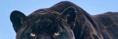 L🌸 banner