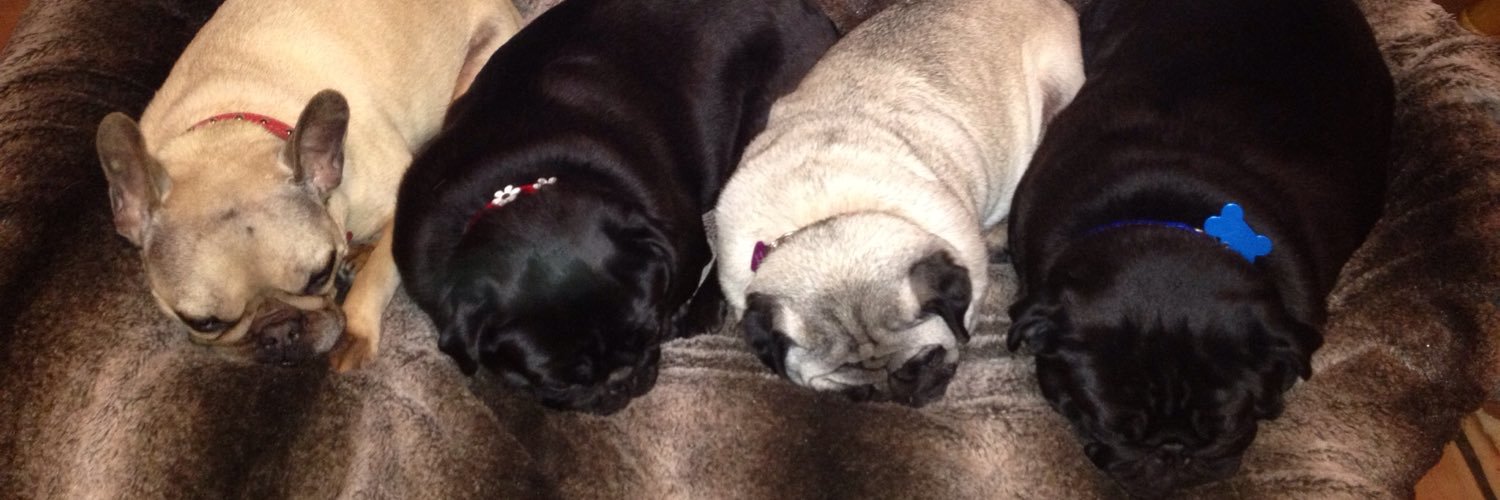 Elsiemaepuggles's profile banner image