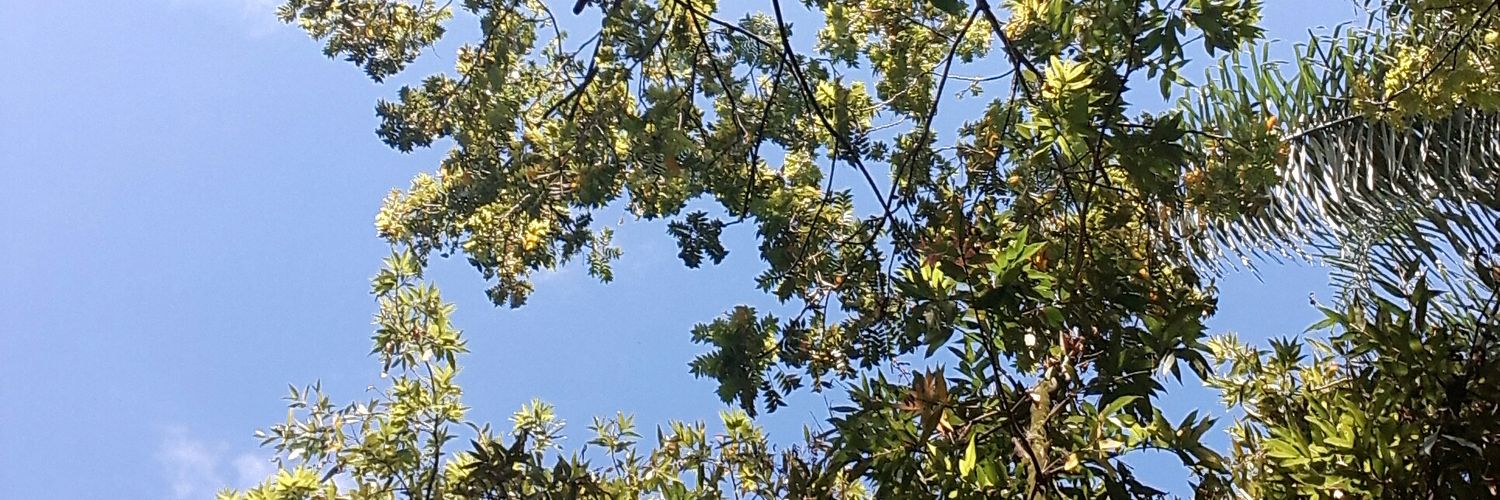 Crespaaleja's profile banner image