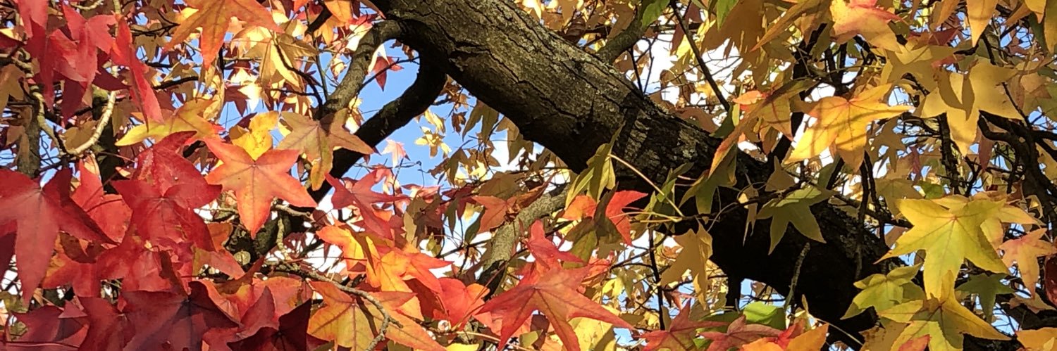 Tayler Cresswell banner