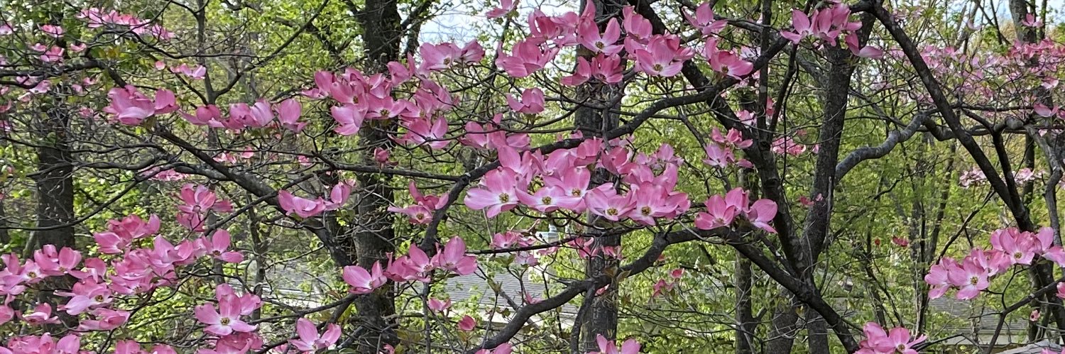 Red Stethoscope, MD 🩺 banner