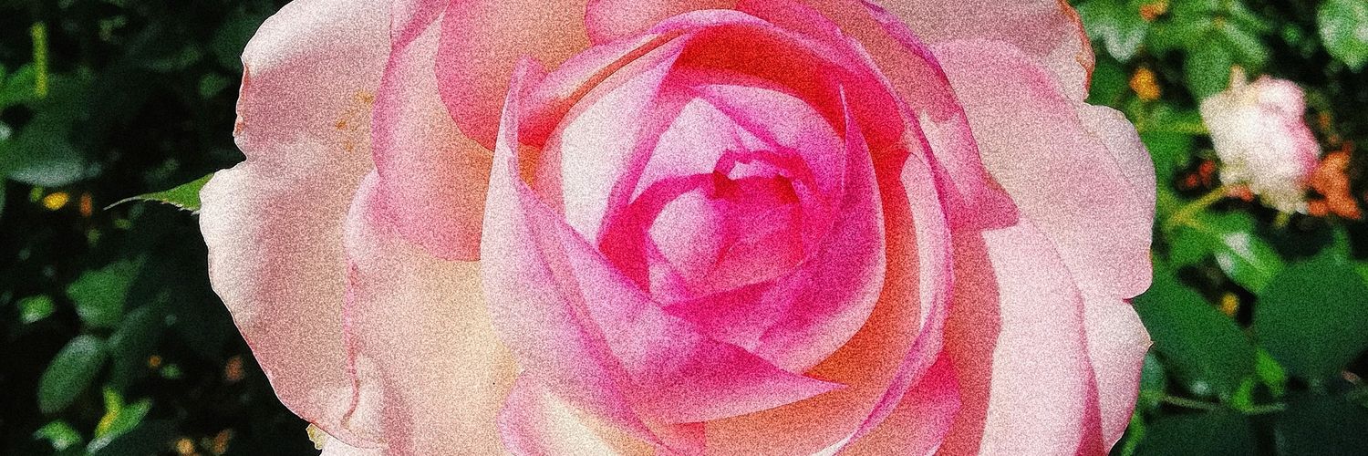 luliigua's profile banner image