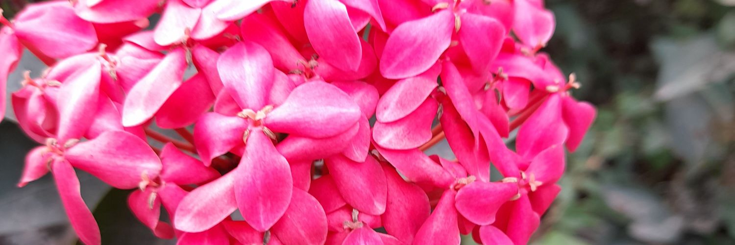 HRHPrincessCai's profile banner image