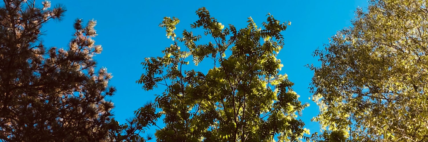 JuliaPagac's profile banner image