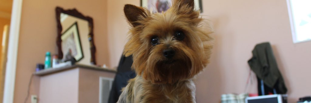 tinyyyt's profile banner image